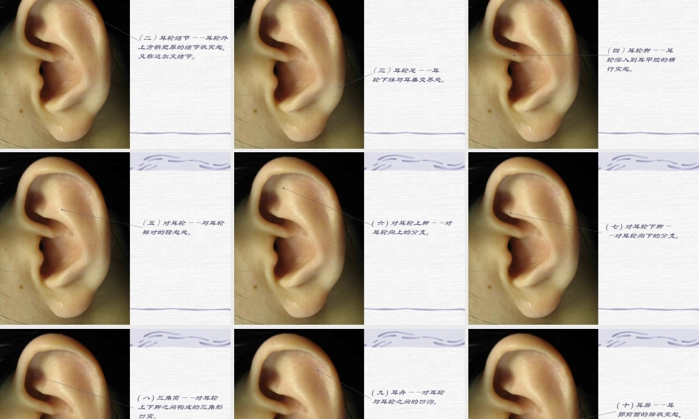 《耳针疗法》课件
