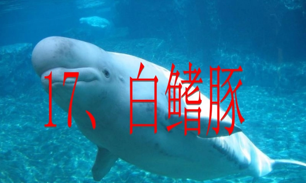 17《白鳍豚》ppt课件1-4