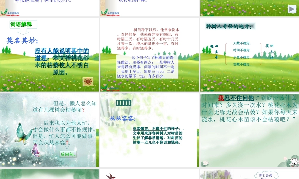 《桃花心木》ppt课件(完整)