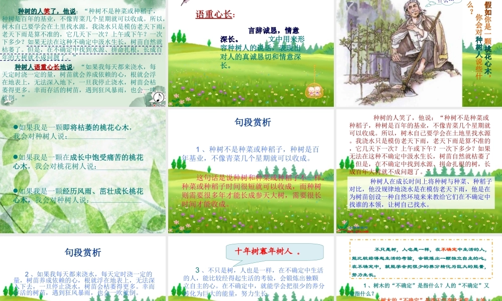 《桃花心木》ppt课件(完整)