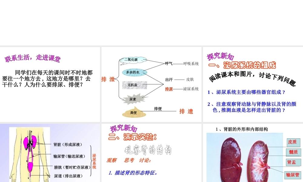 .尿的形成和排出