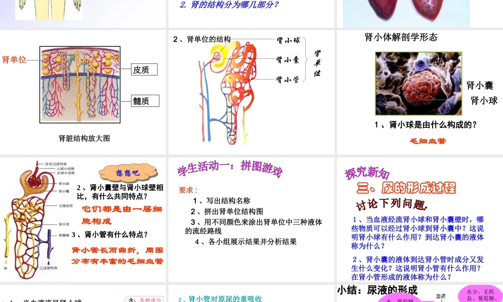 .尿的形成和排出