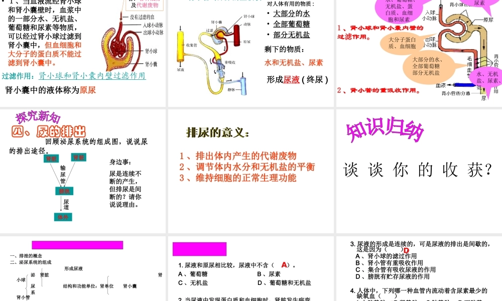 .尿的形成和排出