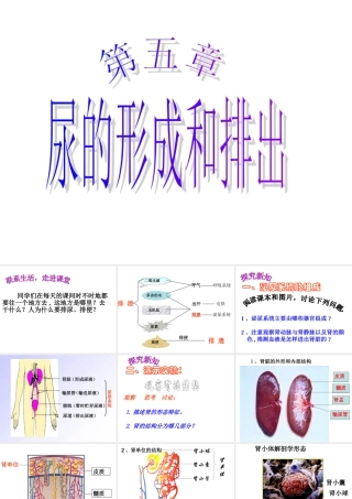 .尿的形成和排出