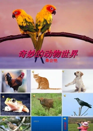 奇妙的动物世界(1)