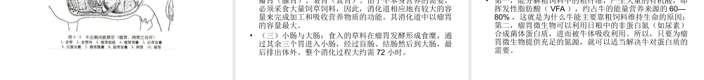 牛的饲养与疾病防治