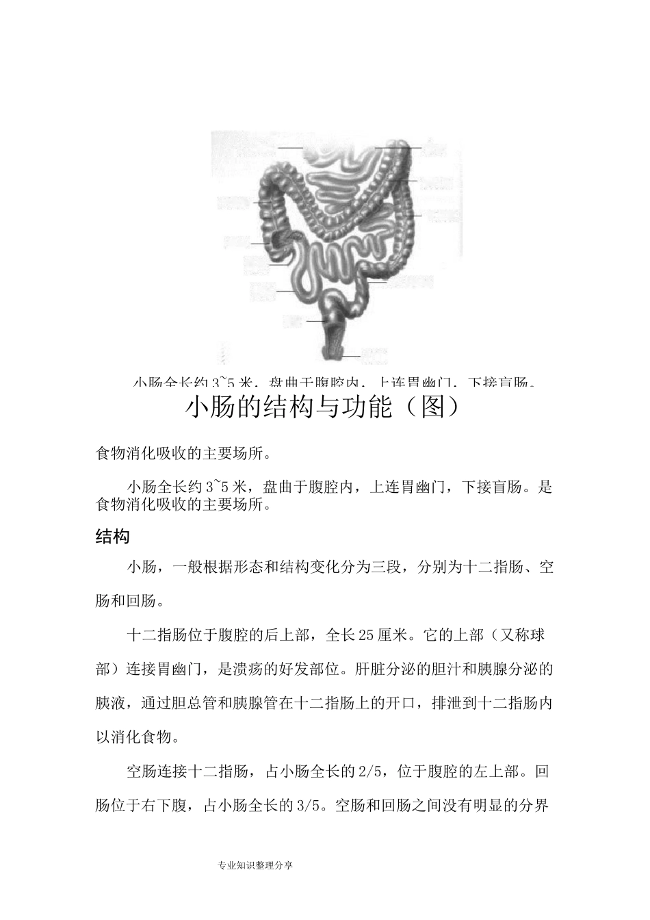 小肠的结构和功能(图)_第1页