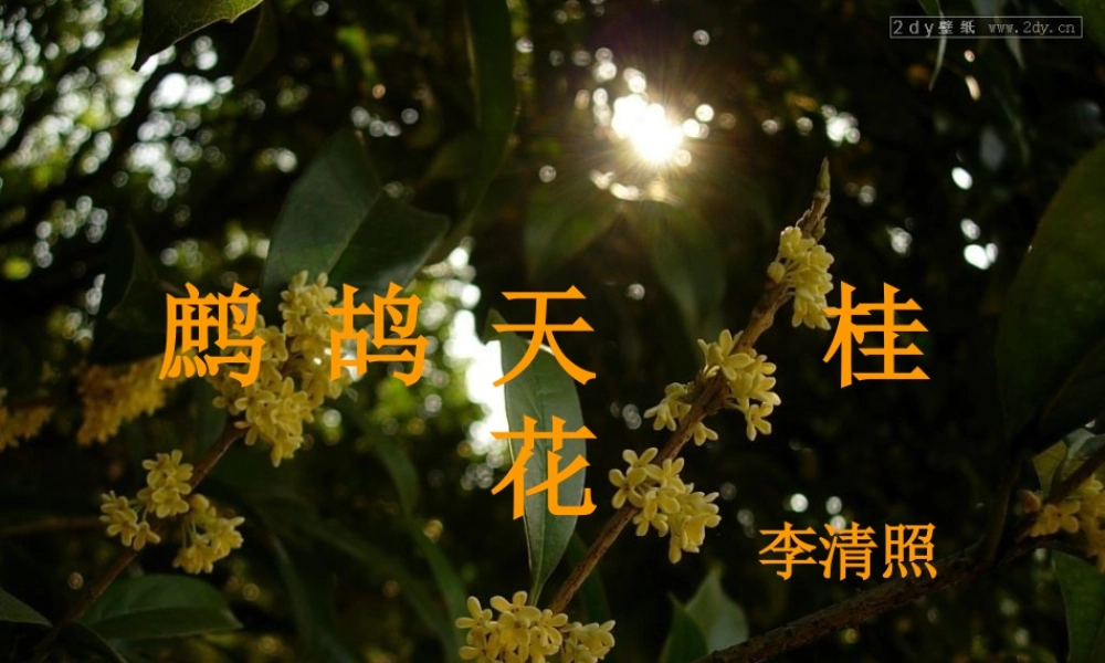 七年级语文下册(鹧鸪天·桂花)课件 北师大版 课件