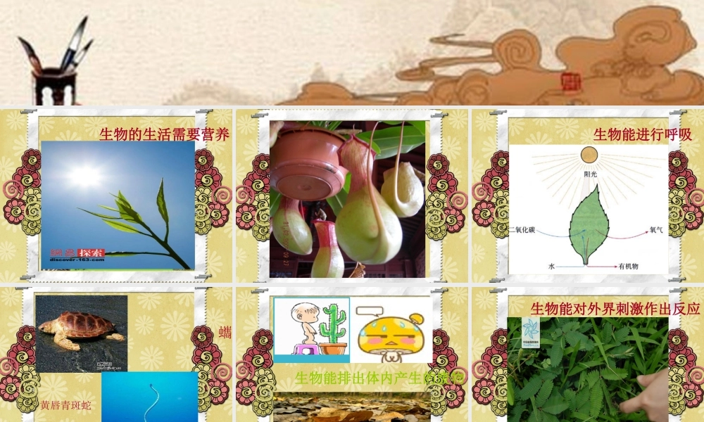 七年级生物上册 第一章第一节生物的特征课件 人教新课标版 课件