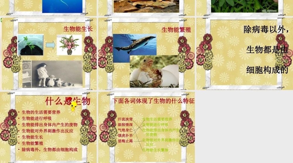 七年级生物上册 第一章第一节生物的特征课件 人教新课标版 课件