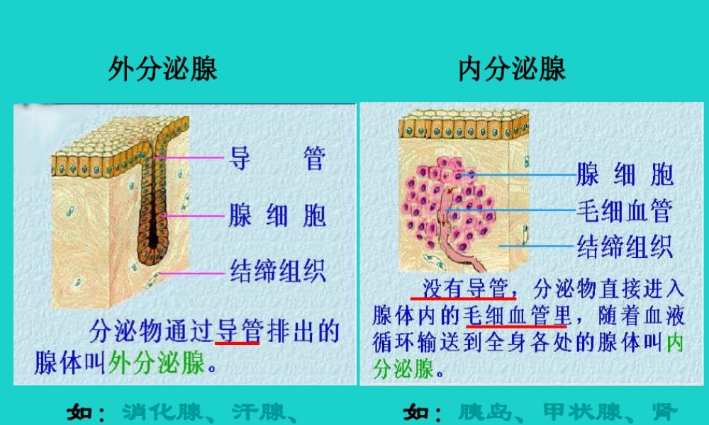八年级生物上册 第6单元 第16章 第3节 人体的激素调节 外分泌腺和内分泌腺课件 (新版)苏科版 课件