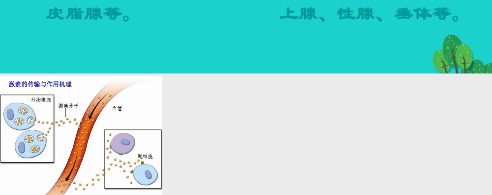 八年级生物上册 第6单元 第16章 第3节 人体的激素调节 外分泌腺和内分泌腺课件 (新版)苏科版 课件