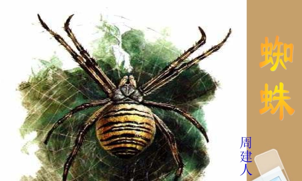 中学七年级语文下册 第17课(蜘蛛)课件 冀教版 课件