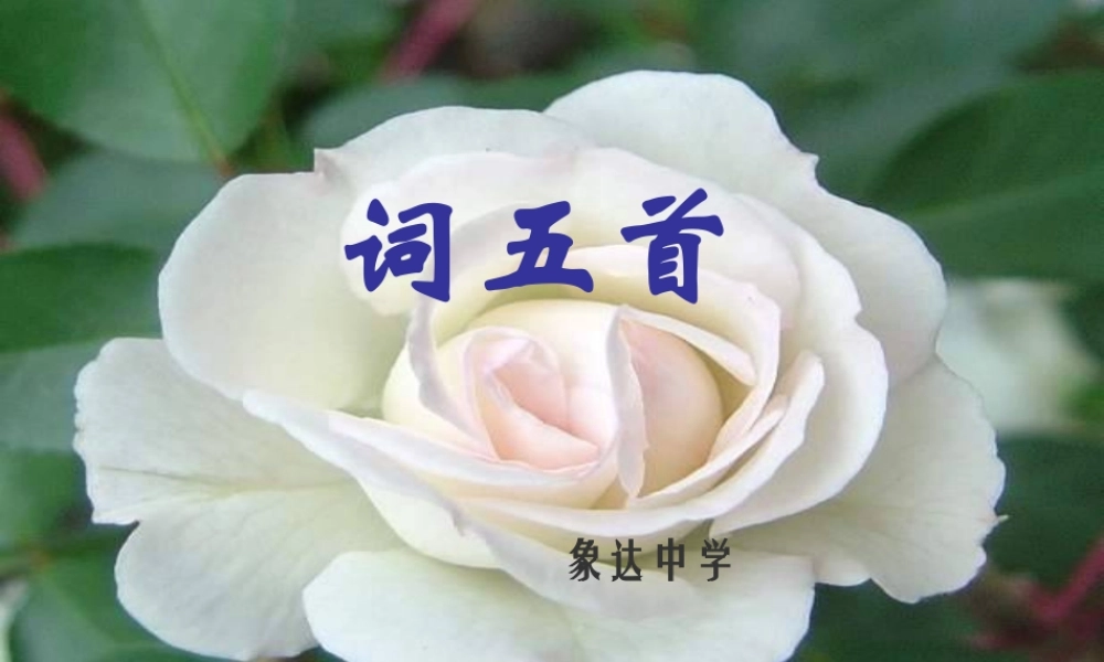 九年级语文上册(词五首)优秀实用课件(一) 人教新课标版 课件