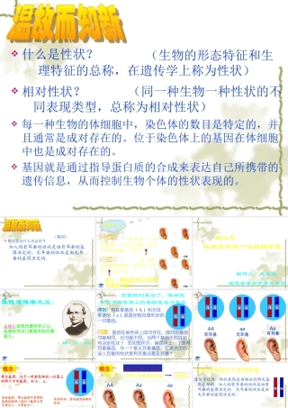 七年级生物 性状遗传有一定的规律性课件