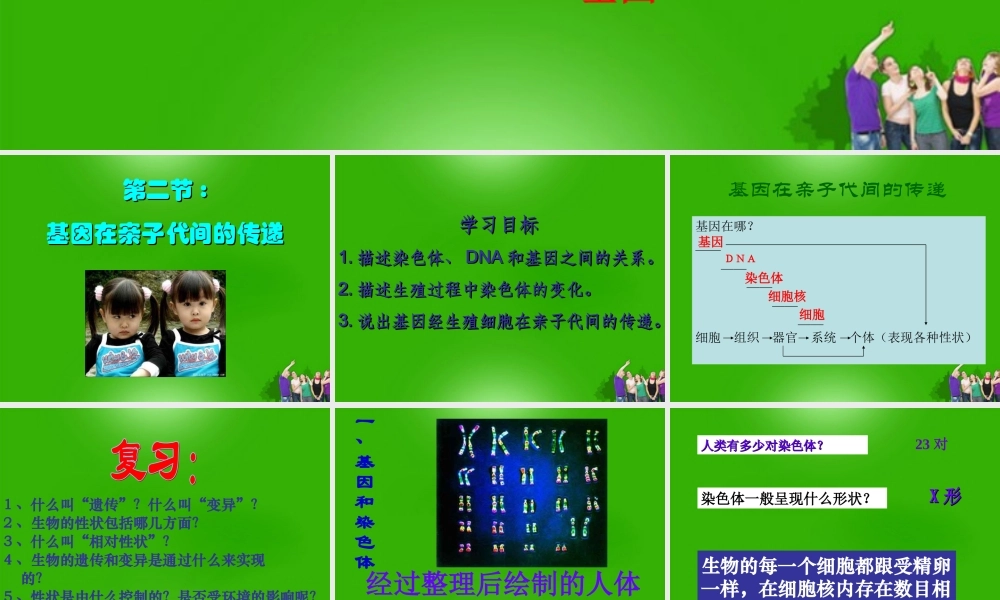 八年级生物下册 基因在亲子代间的传递4课件 人教新课标版 课件