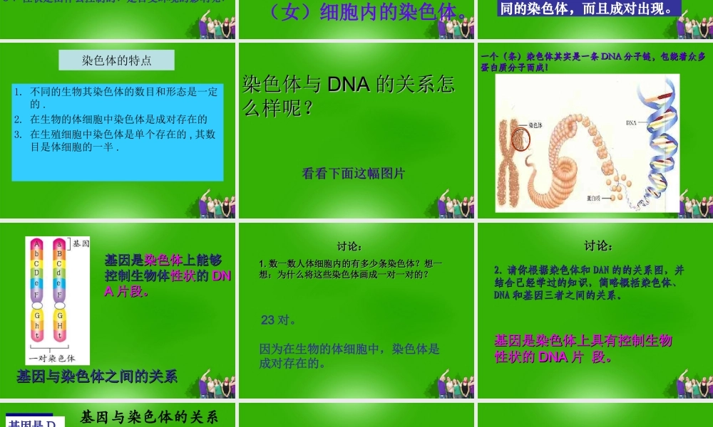 八年级生物下册 基因在亲子代间的传递4课件 人教新课标版 课件