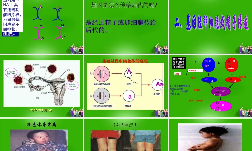 八年级生物下册 基因在亲子代间的传递4课件 人教新课标版 课件