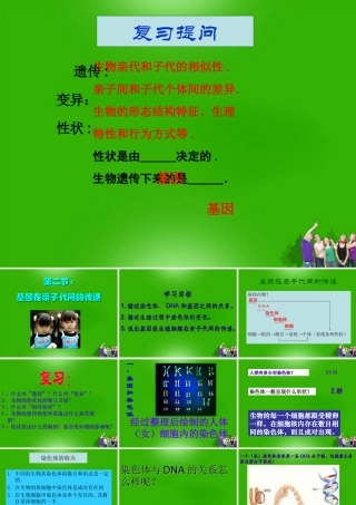 八年级生物下册 基因在亲子代间的传递4课件 人教新课标版 课件