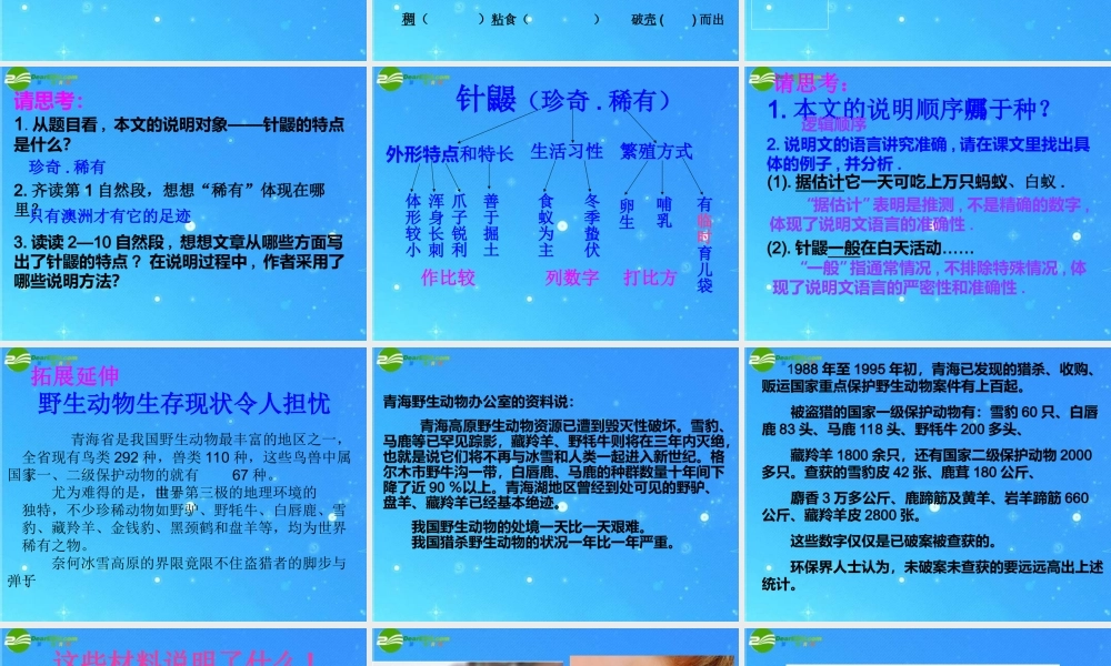 七年级语文下册 (珍奇的稀有动物--针鼹)精品课件 语文版 课件