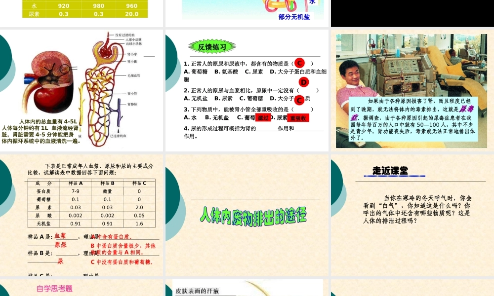 八年级生物：第14章第2节 人体内废物的排出课件人教版 课件