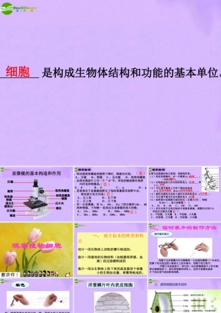 七年级生物上册 显微镜的使用和细胞课件 人教新课标版 课件