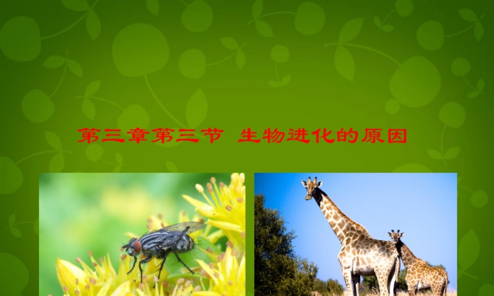 八年级生物下册 第七单元 第三章 第3节 生物进化的原因课件1 新人教版 课件