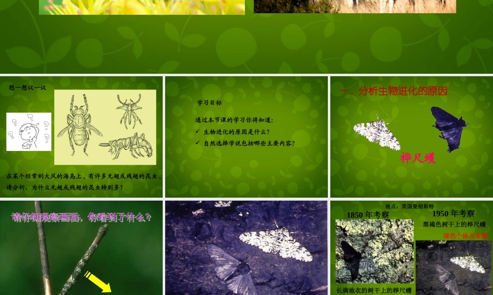 八年级生物下册 第七单元 第三章 第3节 生物进化的原因课件1 新人教版 课件