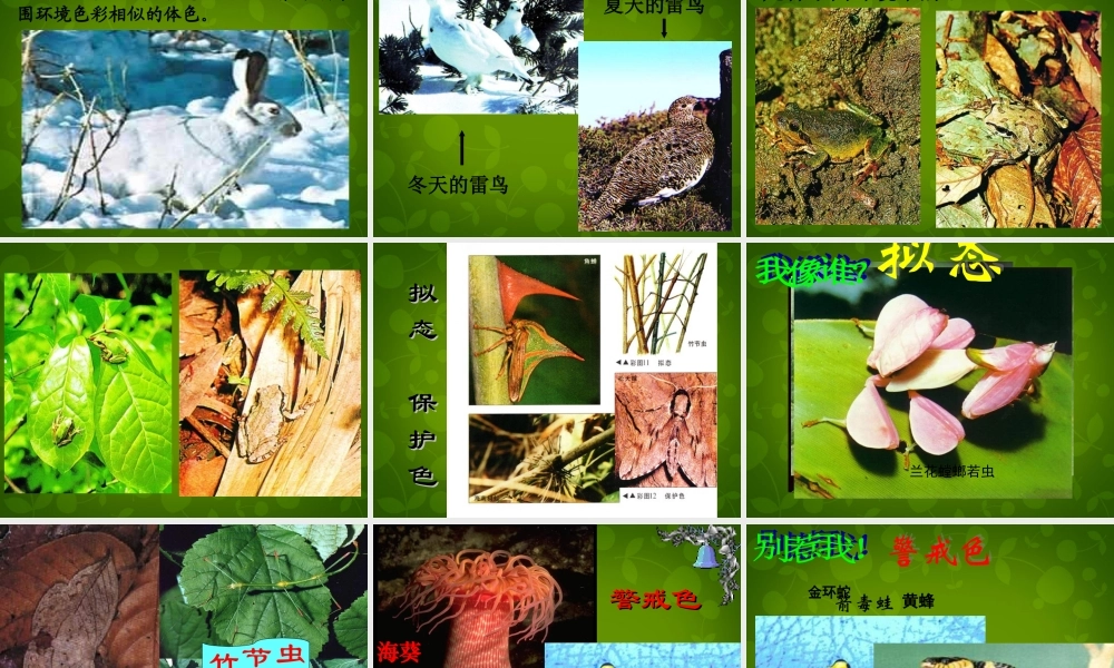 八年级生物下册 第七单元 第三章 第3节 生物进化的原因课件1 新人教版 课件