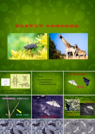 八年级生物下册 第七单元 第三章 第3节 生物进化的原因课件1 新人教版 课件