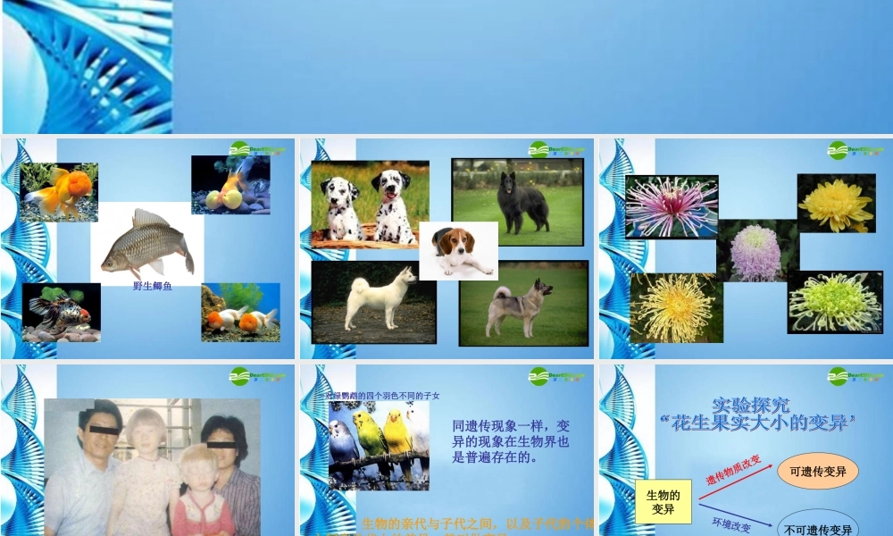 八年级生物 第一学期(试验本)第2章第一节 基因 生物的变异课件 上海版 课件