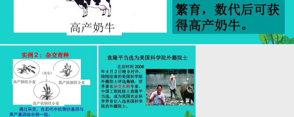 八年级生物下册 第六单元 第二章 第二节 变异 变异在育种中的应用课件 冀少版 课件