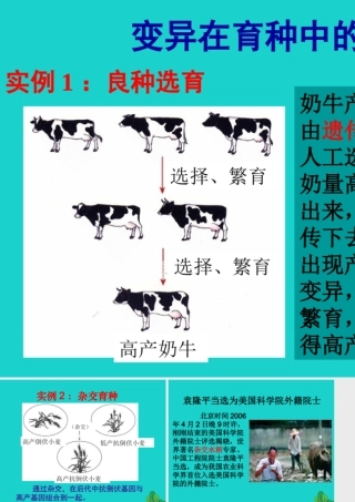 八年级生物下册 第六单元 第二章 第二节 变异 变异在育种中的应用课件 冀少版 课件
