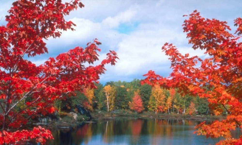 八年级语文上册 (桃花源记)教学课件 人教新课标版 课件