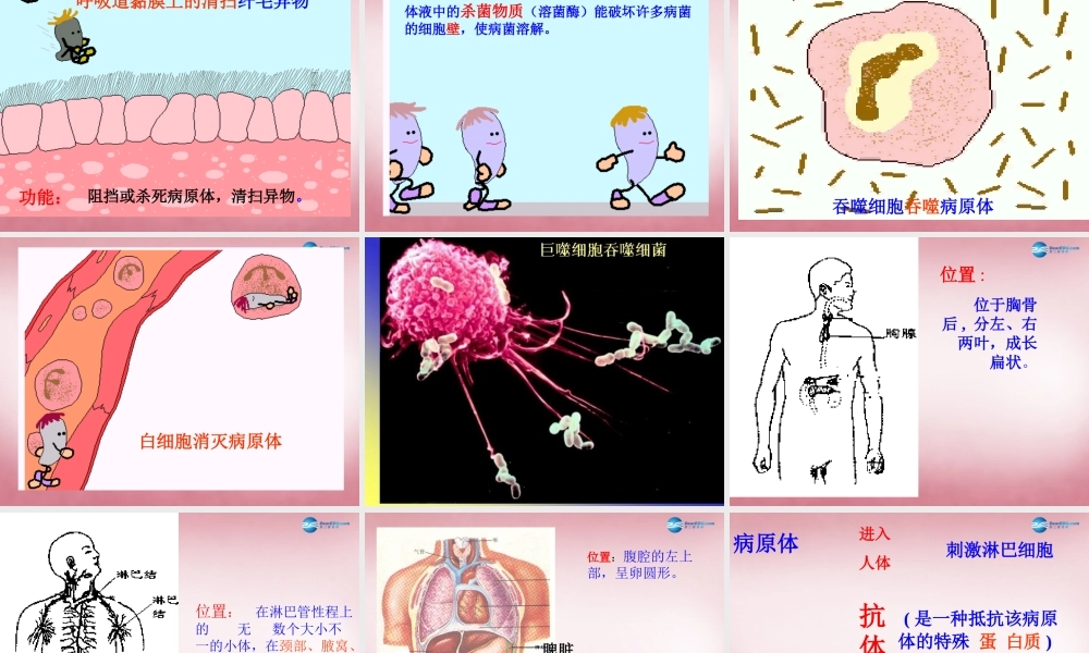 中学七年级生物下册 第七章 第一节 免疫课件 冀教版 课件