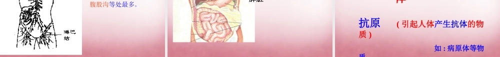 中学七年级生物下册 第七章 第一节 免疫课件 冀教版 课件