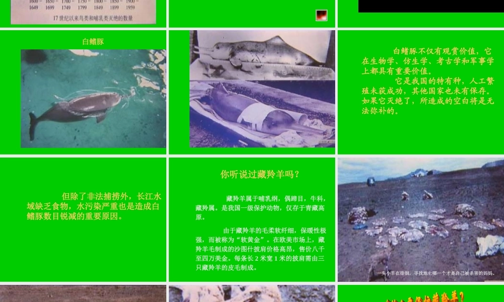 八年级生物新人教版保护生物的多样性2ppt 课件