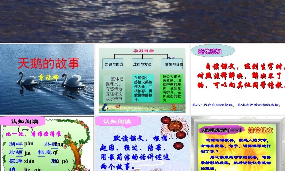北师大版七年级语文上册天鹅的故事1ppt(1) 课件