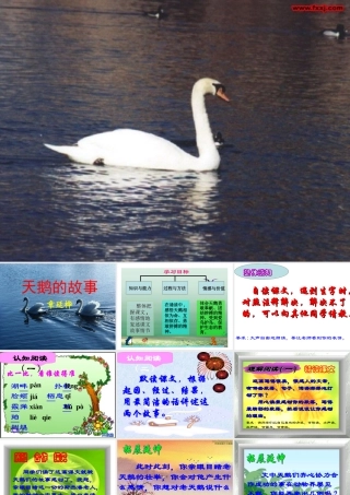 北师大版七年级语文上册天鹅的故事1ppt(1) 课件