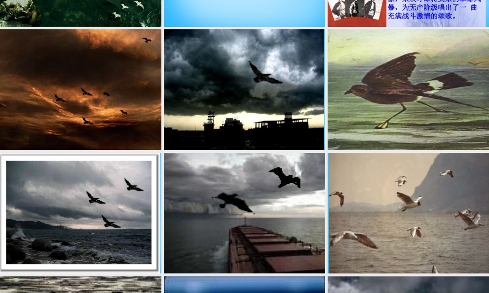 中学八年级语文下册 第9课(海燕)课件 新人教版 课件