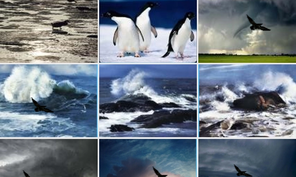 中学八年级语文下册 第9课(海燕)课件 新人教版 课件