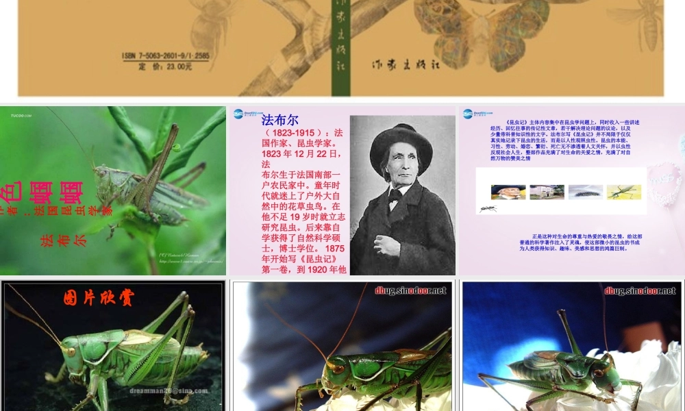 山东省泰安市七年级语文上册 23(绿色蝈蝈)课件 (新版)新人教版 课件