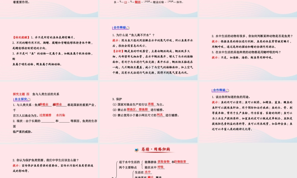 八年级生物上册 第五单元 第一章 第四节 鱼课件 (新版)新人教版 课件