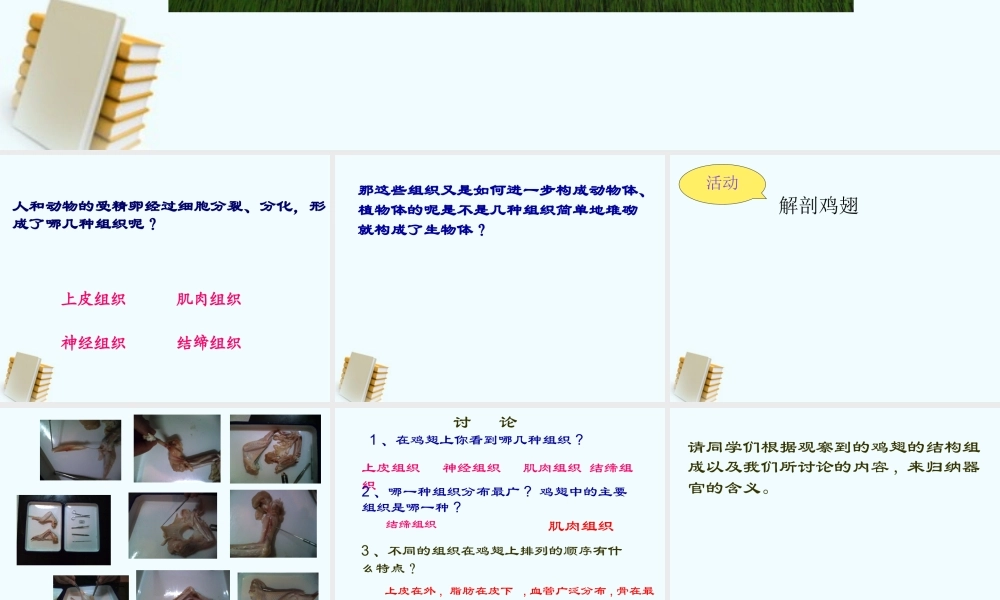 七年级生物上册 第2节生物体的器官、系统 课件 北师大版 课件