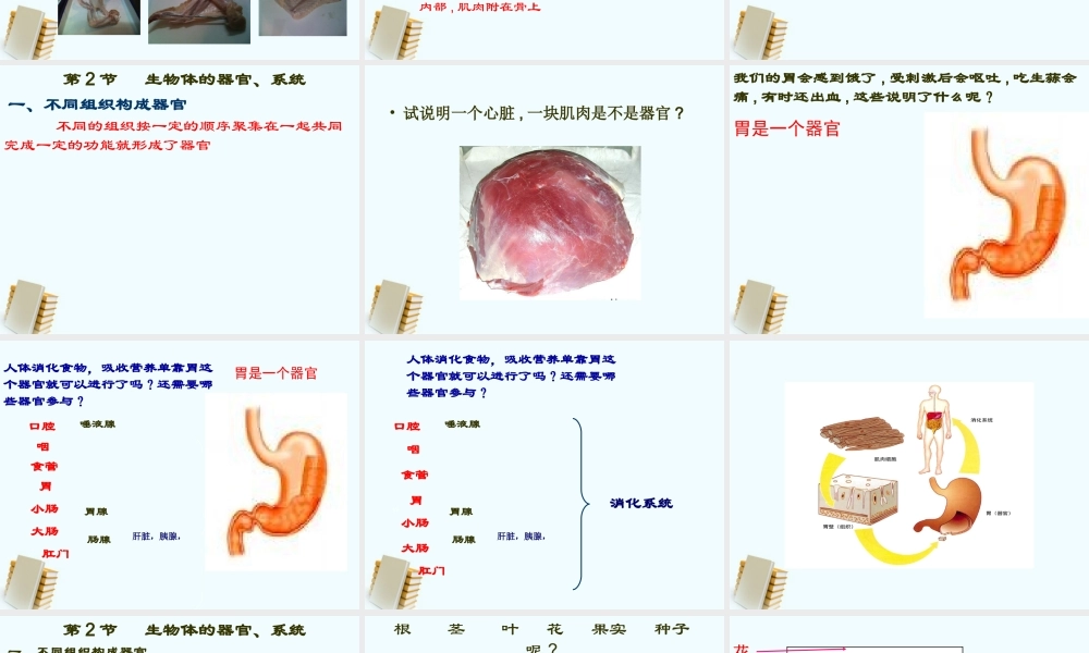 七年级生物上册 第2节生物体的器官、系统 课件 北师大版 课件