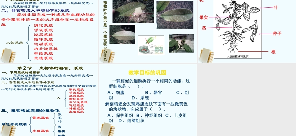 七年级生物上册 第2节生物体的器官、系统 课件 北师大版 课件