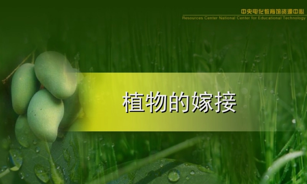 八年级生物新课标人教版植物的生殖3ppt 课件