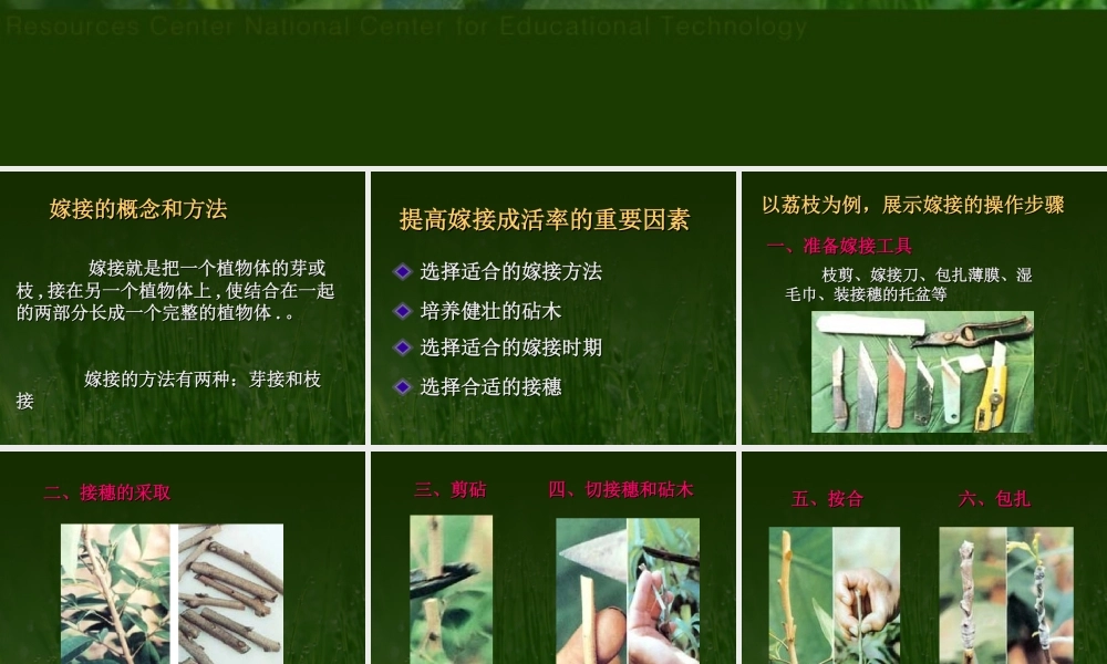 八年级生物新课标人教版植物的生殖3ppt 课件