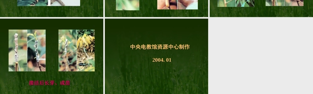 八年级生物新课标人教版植物的生殖3ppt 课件