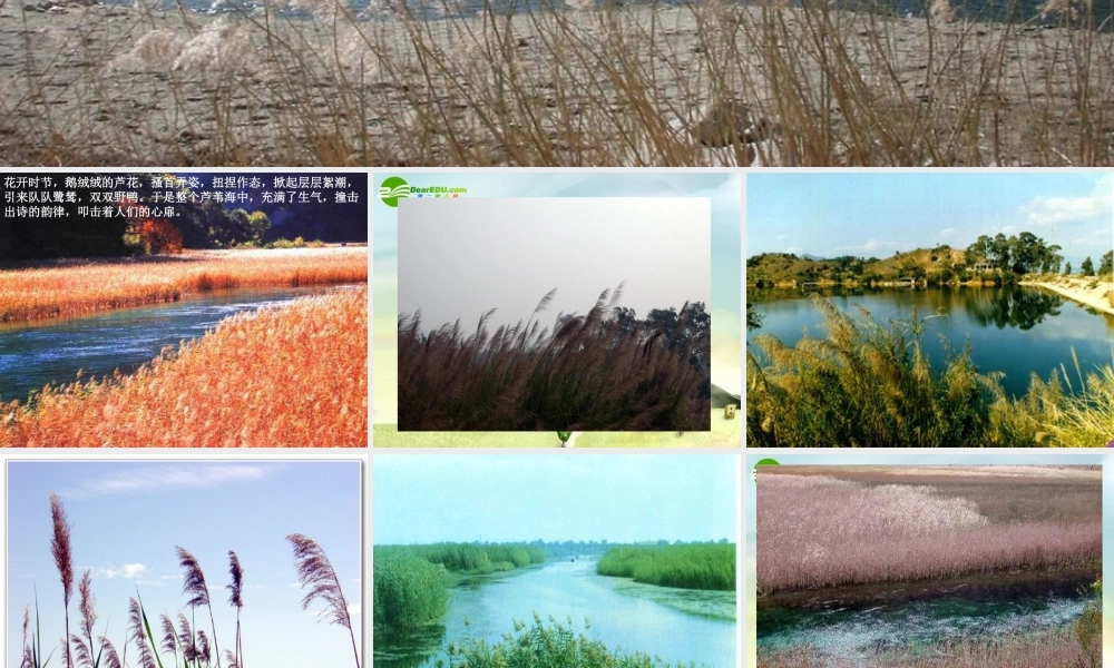 八年级语文上册 芦花荡课件芦花荡课件 新人教版 课件